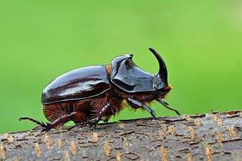 Scarabée rhinocéros