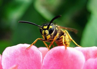 Guêpe