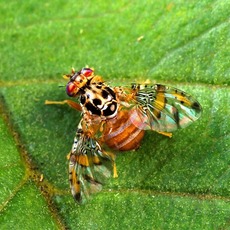 Mouche à fruit