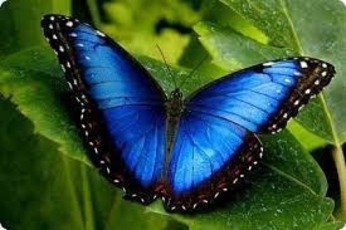 Papillon Morpho bleu