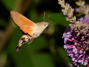 Sphinx colibri