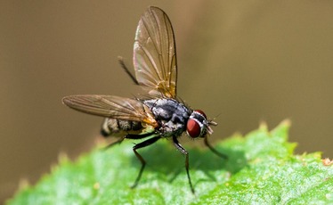 Mouche domestique