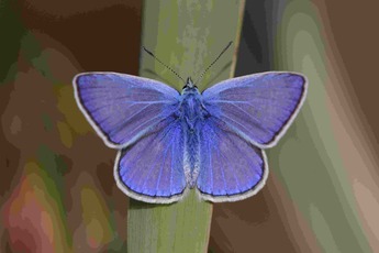 Papillon Argus