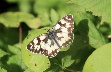 Papillon Deuil