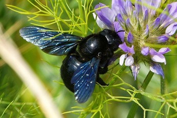 Abeille charpentière