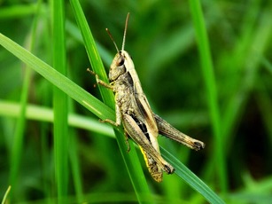 Sauterelle des champs