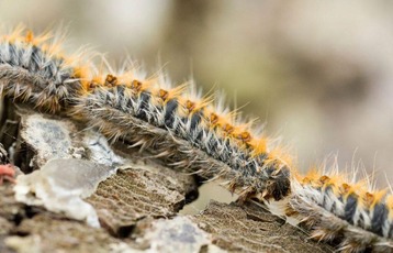 Chenille processionnaire