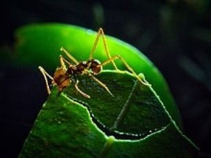 Fourmi coupe-feuille